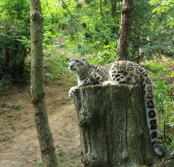 panthère des neiges