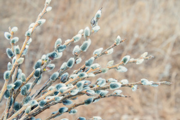 Pussy willow branches with fluffy buds