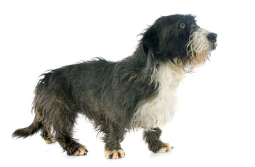 griffon dachshund
