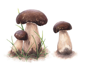 Watercolor porcini mushrooms © Aleksandra Smirnova