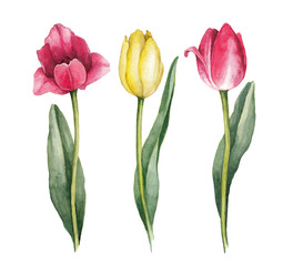 Watercolor tulips on a white background