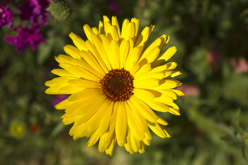 dahlias fleur jaune
