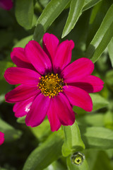 dahlias fleur rouge fushia