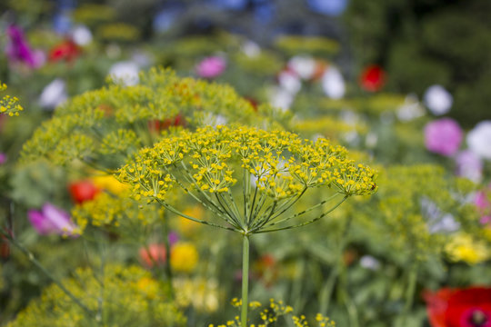 fenouil fleur jaune