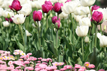 garden with tulip and daisy flower