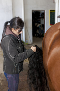 equestrian combing the horse