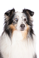 sheltie dog portrait