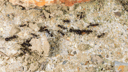 Ants worked