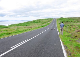 A man photographs emu birds at the road