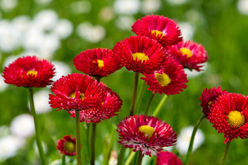 Gänseblümchen © DoraZett