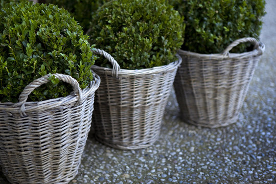 Buis en pot sur une terrasse 