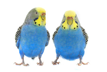 budgie