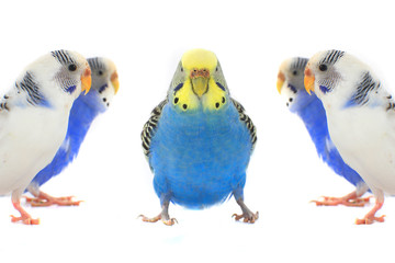 budgie