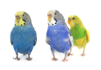budgie