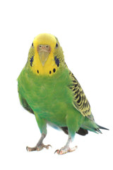 budgie