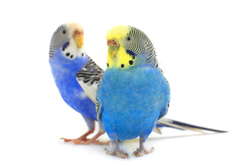budgie