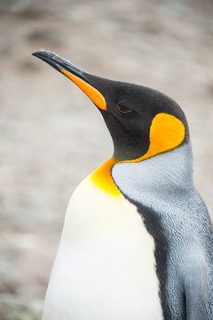 Closeup of King penguin, South Georgia, Antarctica