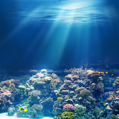 Sea or ocean underwater coral reef © Andrey Kuzmin