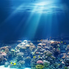 Fotobehang Zee of oceaan onderwater koraalrif © Andrey Kuzmin