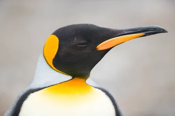 Rolgordijnen Closeup of King penguin, South Georgia, Antarctica © ykumsri