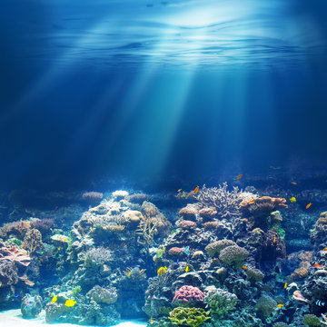 Fototapeta Morska lub oceaniczna podwodna rafa koralowa