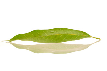 Mango leaf isolation white background