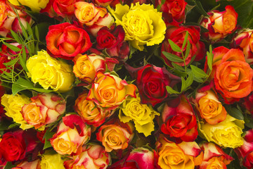 A bouquet of multicolored roses