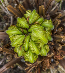 young fern unrolling