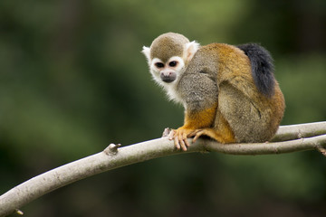 Monkey