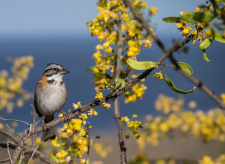 Birds on the yellow blossom