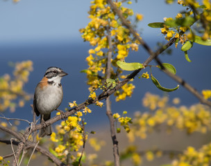 Birds on the yellow blossom