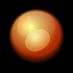 Human Fetus Inside the Womb. Vector