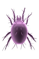 realistic 3d render of mite