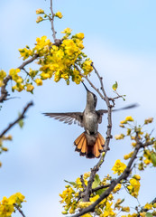 Birds on the yellow blossom