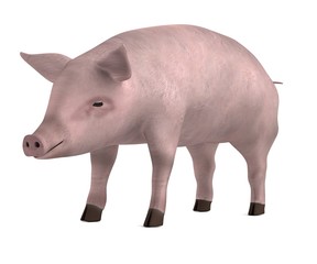 realistic 3d render of pig