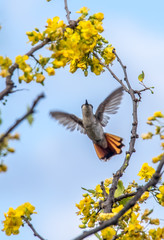 Birds on the yellow blossom