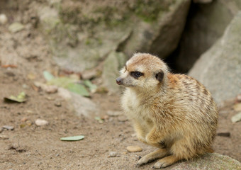 Meerkat on the Rocks 2