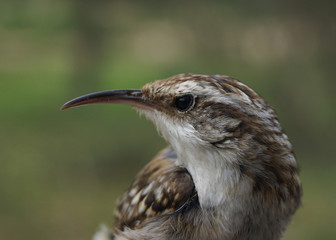 Short-toed Treecreeper, Certhia brachydactyla