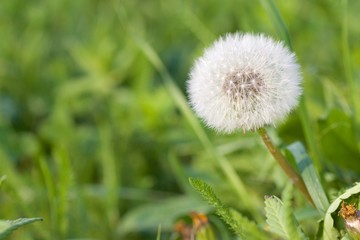 Dandelion on a meadow