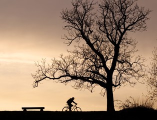 Tree silhouette and cyclist
