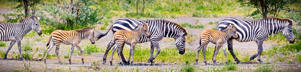 Foto op Canvas Zebra& 39 s met jongen in Tanzania. © Aleksandar Todorovic