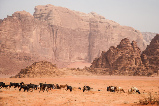 Herd cattle in Wadi Rum desert, Jordan