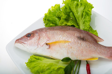 Raw red snapper