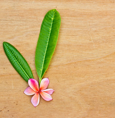 Pink Plumeria on wooden floor.