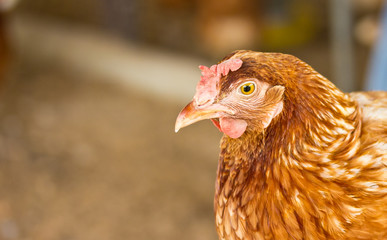 Hen