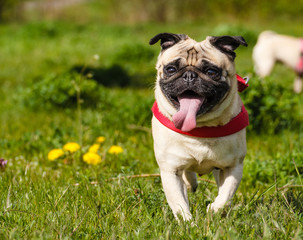 Obraz premium Komme!