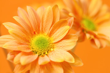 オレンジ色の小菊