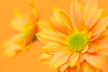 オレンジ色の小菊