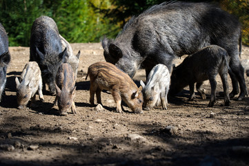 Wild boar in forest