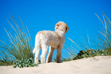 Hund auf Sanddüne